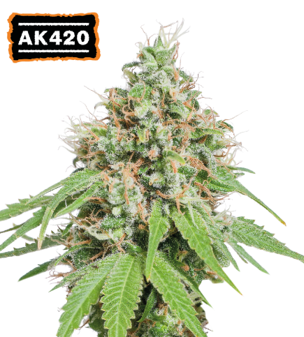 AK420© Fem