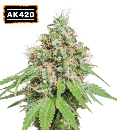 🪴 AK420 | Feminisierte Hanfsamen | Jetzt shoppen auf Seedstockers.de 🐿️