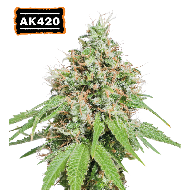 AK420© Fem