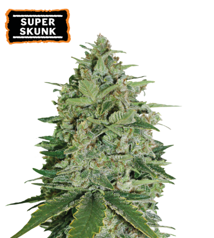 Super Skunk Fem