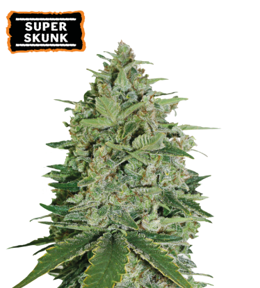 🪴 Super Skunk | Feminisierte Hanfsamen | Jetzt shoppen auf Seedstockers.de 🐿️