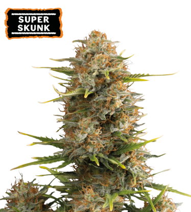 🪴 Super Skunk | Automatic Hanfsamen | Jetzt shoppen auf Seedstockers.de 🐿️