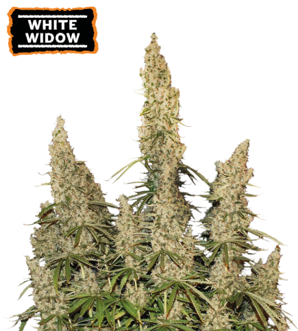 White Widow Auto