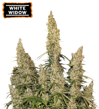 🪴 White Widow | Automatic Hanfsamen | Jetzt shoppen auf Seedstockers.de 🐿️