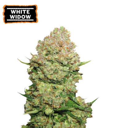 🪴 White Widow | Feminisierte Hanfsamen | Jetzt shoppen auf Seedstockers.de 🐿️