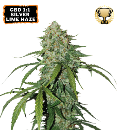 🪴 CBD 1:1 Silver Lime Haze | Automatic Hanfsamen | Jetzt shoppen auf Seedstockers.de 🐿️