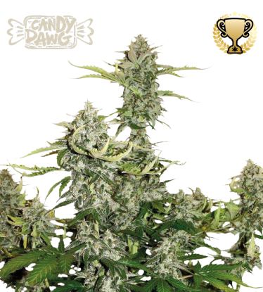 🪴 Candy Dawg© | Automatic Hanfsamen | Jetzt shoppen auf Seedstockers.de 🐿️