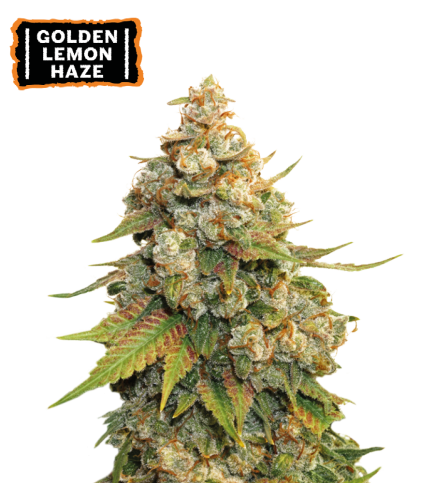 Golden Lemon Haze© Fem