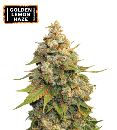 🪴 Golden Lemon Haze | Feminisierte Hanfsamen | Jetzt shoppen auf Seedstockers.de 🐿️