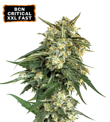 BCN Critical XXL© Fast Fem