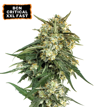 🪴 BCN Critical XXL© | Fast Feminisierte Hanfsamen | Jetzt shoppen auf Seedstockers.de 🐿️