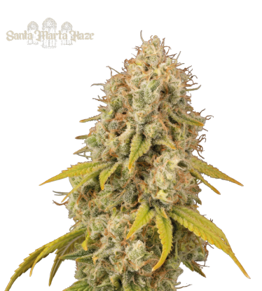 🪴 Santa Marta Haze© | Feminisierte Hanfsamen | Jetzt shoppen auf Seedstockers.de 🐿️