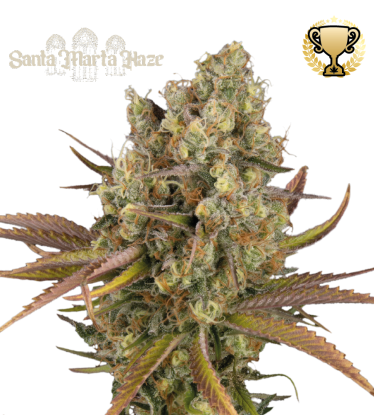 🪴 Santa Marta Haze© | Automatic Hanfsamen | Jetzt shoppen auf Seedstockers.de 🐿️
