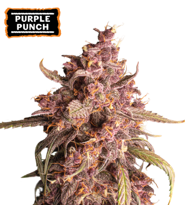 🪴 Purple Punch | Automatic Hanfsamen | Jetzt shoppen auf Seedstockers.de 🐿️