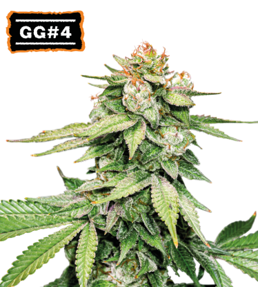 🪴 GG#4 (AKA Gorilla Glue) | Automatic Hanfsamen | Jetzt shoppen auf Seedstockers.de 🐿️