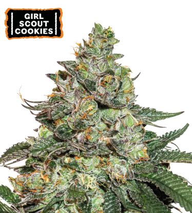🪴 Girl Scout Cookies | Automatic Hanfsamen | Jetzt shoppen auf Seedstockers.de 🐿️