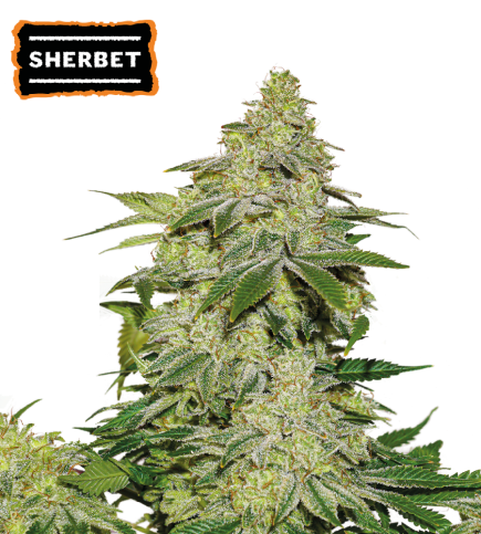 Sherbet Auto