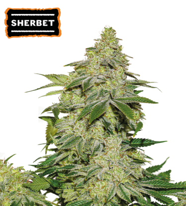 🪴 Sherbet | Automatic Hanfsamen | Jetzt shoppen auf Seedstockers.de 🐿️