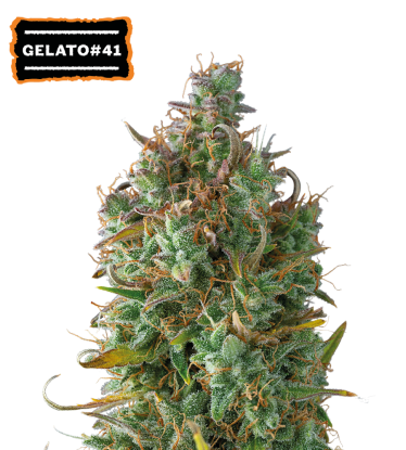 🪴 Gelato 41 | Automatic Hanfsamen | Jetzt shoppen auf Seedstockers.de 🐿️