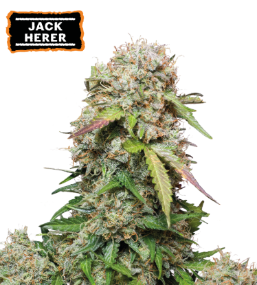 🪴 Jack Herer | Automatic Hanfsamen | Jetzt shoppen auf Seedstockers.de 🐿️