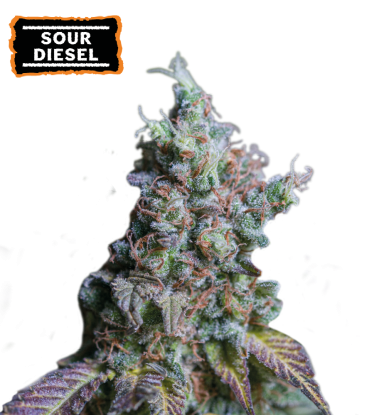 🪴 Sour Diesel | Automatic Hanfsamen | Jetzt shoppen auf Seedstockers.de 🐿️