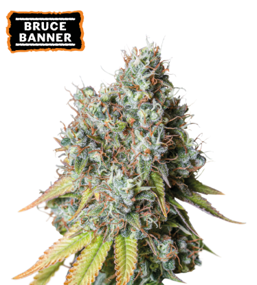 🪴 Bruce Banner | Automatic Hanfsamen | Jetzt shoppen auf Seedstockers.de 🐿️