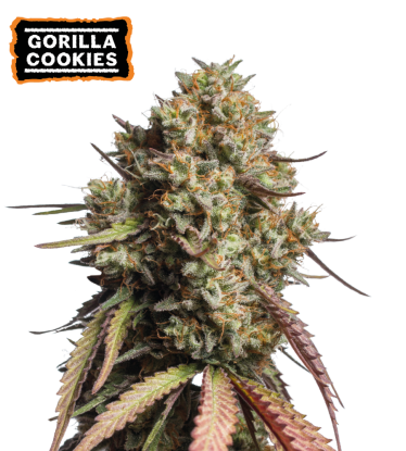 🪴 Gorilla Cookies | Automatic Hanfsamen | Jetzt shoppen auf Seedstockers.de 🐿️