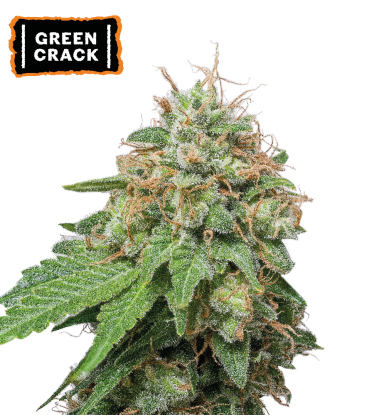 🪴 Green Crack | Automatic Hanfsamen | Jetzt shoppen auf Seedstockers.de 🐿️