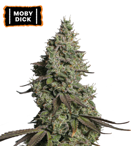 Moby Dick Auto