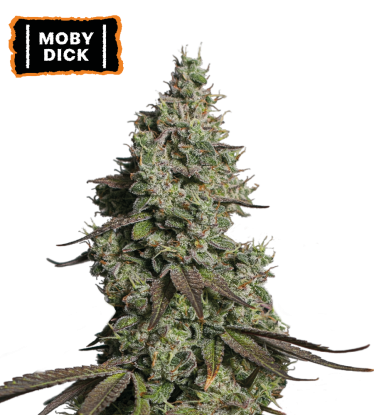 🪴 Moby Dick | Automatic Hanfsamen | Jetzt shoppen auf Seedstockers.de 🐿️