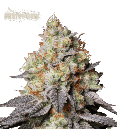 🪴 Panty Punch© | Automatic Hanfsamen | Jetzt shoppen auf Seedstockers.de 🐿️