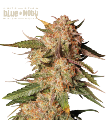 🪴 Blue Moby© | Automatic Hanfsamen | Jetzt shoppen auf Seedstockers.de 🐿️