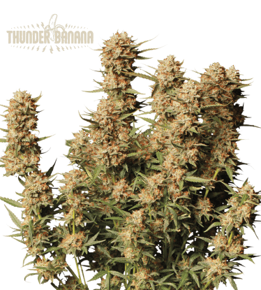🪴 Thunder Banana© | Automatic Hanfsamen | Jetzt shoppen auf Seedstockers.de 🐿️
