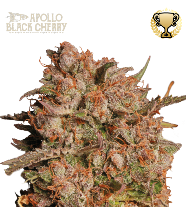 🪴 Apollo Black Cherry© | Automatic Hanfsamen | Jetzt shoppen auf Seedstockers.de 🐿️