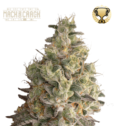 🪴 Mack and Crack© | Automatic Hanfsamen | Jetzt shoppen auf Seedstockers.de 🐿️
