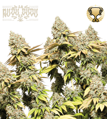 🪴 Rucu Cucu OG© | Automatic Hanfsamen | Jetzt shoppen auf Seedstockers.de 🐿️