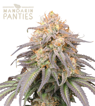 🪴 Mandarin Panties© | Automatic Hanfsamen | Jetzt shoppen auf Seedstockers.de 🐿️