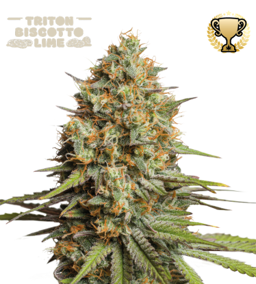 🪴 Triton Biscotto Lime© | Automatic Hanfsamen | Jetzt shoppen auf Seedstockers.de 🐿️