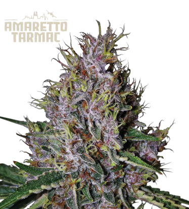 🪴 Amaretto Tarmac© | Automatic Hanfsamen | Jetzt shoppen auf Seedstockers.de 🐿️