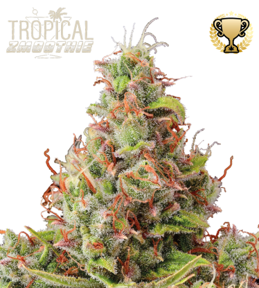 🪴 Tropical Zmoothie© | Automatic Hanfsamen | Jetzt shoppen auf Seedstockers.de 🐿️