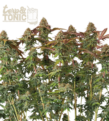🪴 Terp & Tonic© | Automatic Hanfsamen | Jetzt shoppen auf Seedstockers.de 🐿️