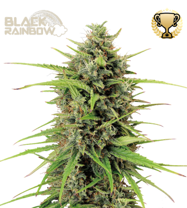 🪴 Black Rainbow© | Automatic Hanfsamen | Jetzt shoppen auf Seedstockers.de 🐿️
