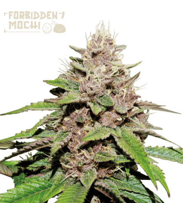 🪴 Forbidden Mochi© | Automatic Hanfsamen | Jetzt shoppen auf Seedstockers.de 🐿️
