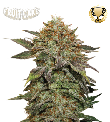 🪴 Fruit Cake© | Feminisierte Hanfsamen | Jetzt shoppen auf Seedstockers.de 🐿️