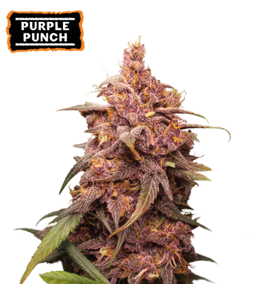 🪴 Purple Punch | Feminisierte Hanfsamen | Jetzt shoppen auf Seedstockers.de 🐿️