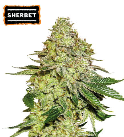 Sherbet Fem