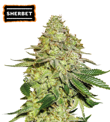 🪴 Sherbet | Feminisierte Hanfsamen | Jetzt shoppen auf Seedstockers.de 🐿️