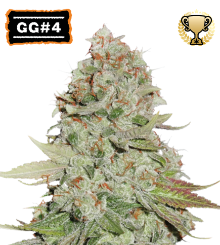 GG4 Fem