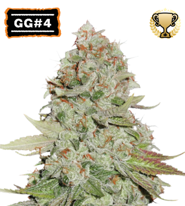 🪴 GG#4 (AKA Gorilla Glue) | Feminisierte Hanfsamen | Jetzt shoppen auf Seedstockers.de 🐿️