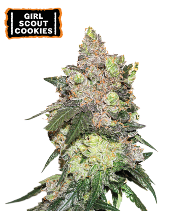 🪴 Girl Scout Cookies | Feminisierte Hanfsamen | Jetzt shoppen auf Seedstockers.de 🐿️